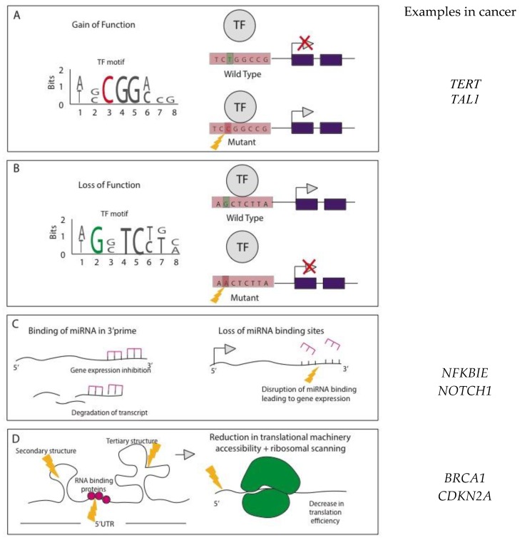 The Identification and Interpretation of <i>cis</i>-Regulatory Noncoding Mutations in Cancer.