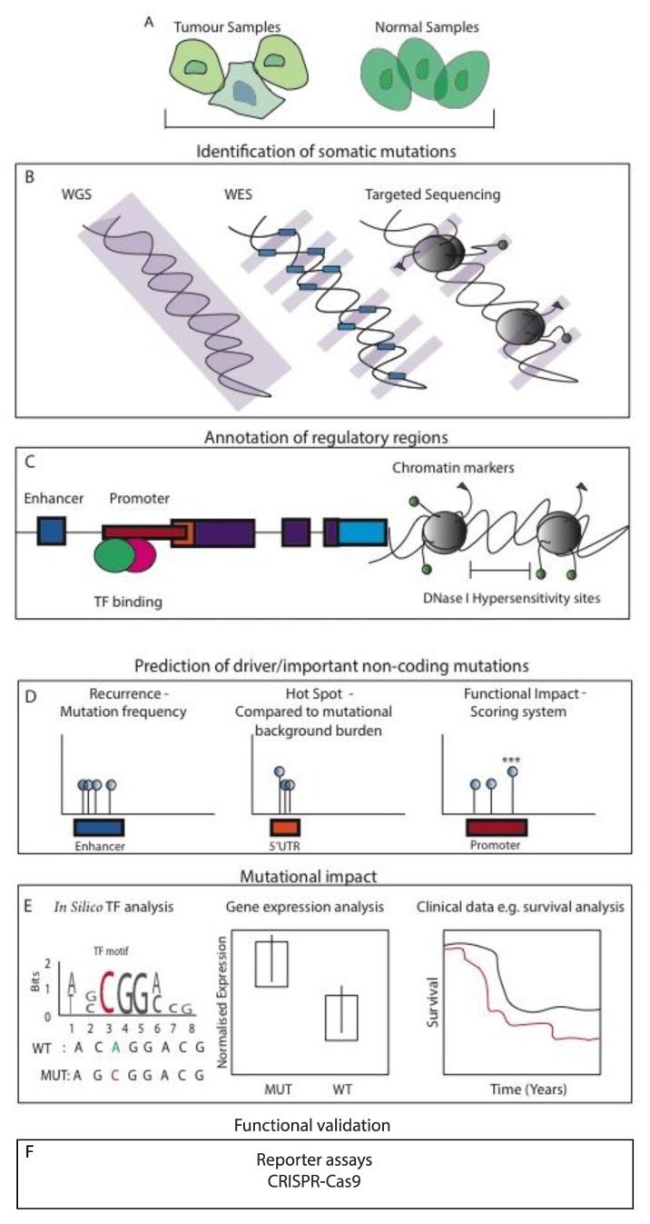 The Identification and Interpretation of <i>cis</i>-Regulatory Noncoding Mutations in Cancer.