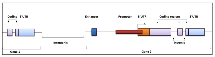 The Identification and Interpretation of <i>cis</i>-Regulatory Noncoding Mutations in Cancer.