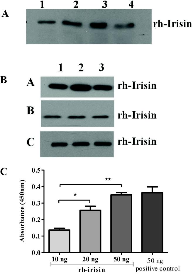 Expression, purification and biological characterisation of recombinant human irisin (12.5 kDa)