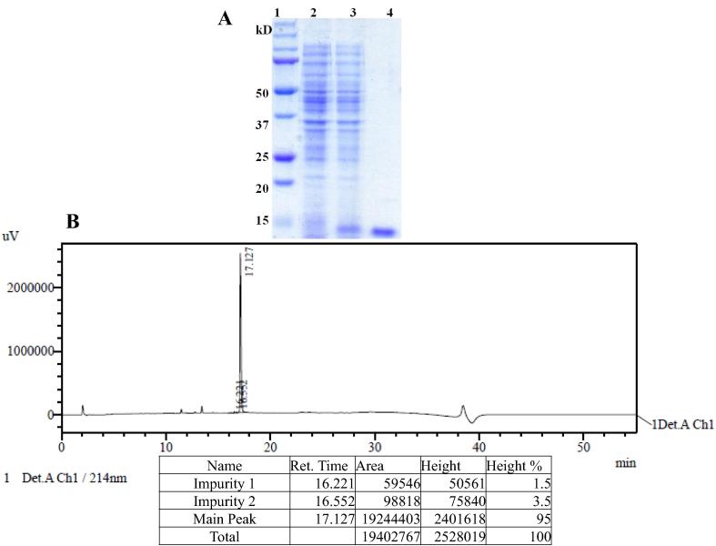 Expression, purification and biological characterisation of recombinant human irisin (12.5 kDa)