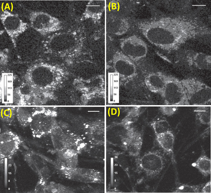 Label-free imaging of neurotransmitters in live brain tissue by multi-photon ultraviolet microscopy.