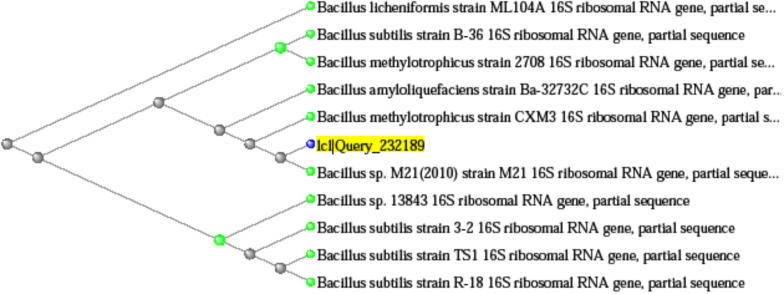 Partial purification and characterization of exoinulinase produced from Bacillus sp.