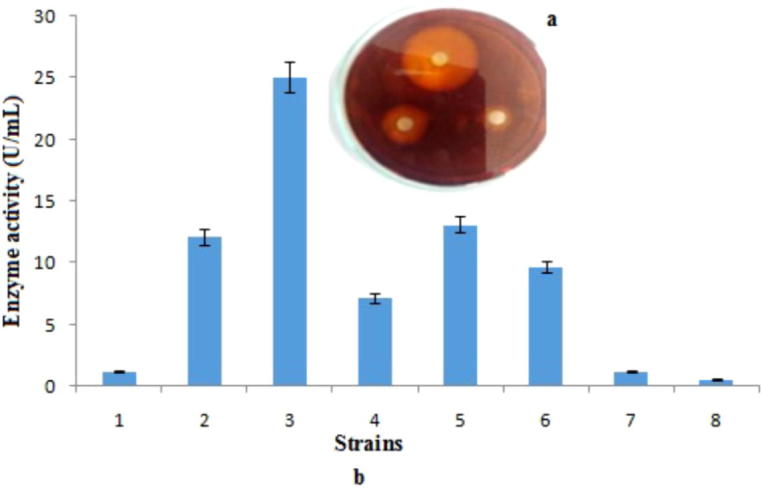 Partial purification and characterization of exoinulinase produced from Bacillus sp.