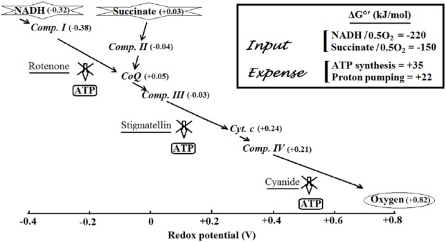 Aerobic Respiration: Criticism of the Proton-centric Explanation Involving Rotary Adenosine Triphosphate Synthesis, Chemiosmosis Principle, Proton Pumps and Electron Transport Chain.