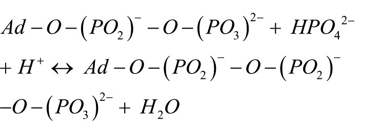 Aerobic Respiration: Criticism of the Proton-centric Explanation Involving Rotary Adenosine Triphosphate Synthesis, Chemiosmosis Principle, Proton Pumps and Electron Transport Chain.