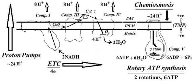 Aerobic Respiration: Criticism of the Proton-centric Explanation Involving Rotary Adenosine Triphosphate Synthesis, Chemiosmosis Principle, Proton Pumps and Electron Transport Chain.