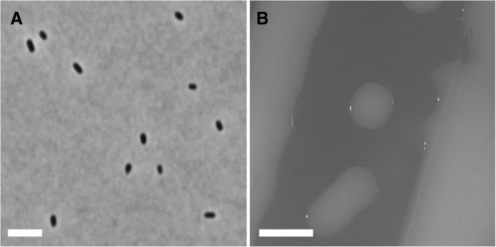 Complete genome of Rhizobium <i>leguminosarum</i> Norway, an ineffective <i>Lotus</i> micro-symbiont.