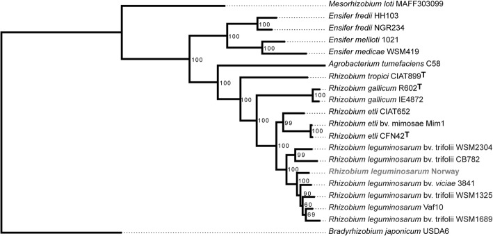 Complete genome of Rhizobium <i>leguminosarum</i> Norway, an ineffective <i>Lotus</i> micro-symbiont.