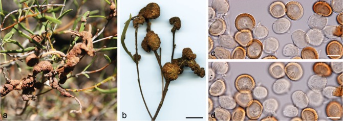 Diversity of gall-forming rusts (<i>Uromycladium</i>, <i>Pucciniales</i>) on <i>Acacia</i> in Australia.