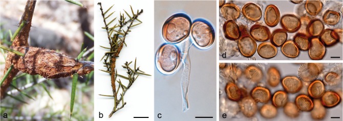 Diversity of gall-forming rusts (<i>Uromycladium</i>, <i>Pucciniales</i>) on <i>Acacia</i> in Australia.