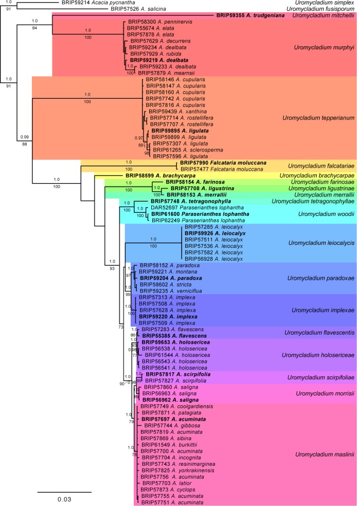 Diversity of gall-forming rusts (<i>Uromycladium</i>, <i>Pucciniales</i>) on <i>Acacia</i> in Australia.