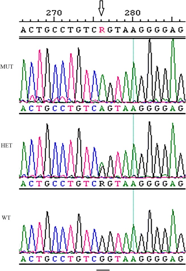 Heterozygosity testing and multiplex DNA panel screening as a potential tool to monitor health and inbreeding in a small, closed dog population.