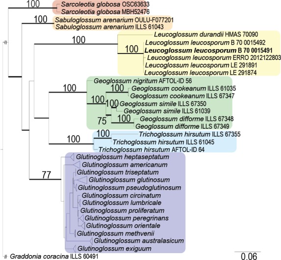 Towards an understanding of the genus <i>Glutinoglossum</i> with emphasis on the <i>Glutinoglossum glutinosum</i> species complex (<i>Geoglossaceae</i>, <i>Ascomycota</i>).