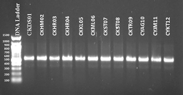 Molecular diversity of internal transcribed spacer among the monoconidial isolates of Magnaporthe oryzae isolated from rice in Southern Karnataka, India