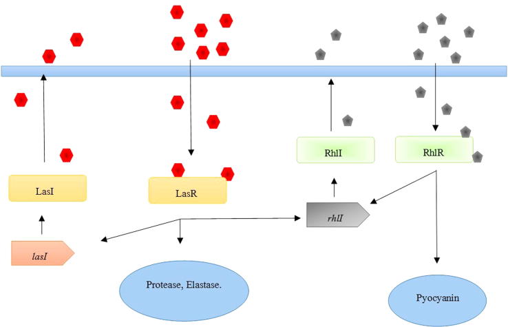 Quorum sensing intervened bacterial signaling: Pursuit of its cognizance and repression