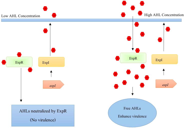 Quorum sensing intervened bacterial signaling: Pursuit of its cognizance and repression