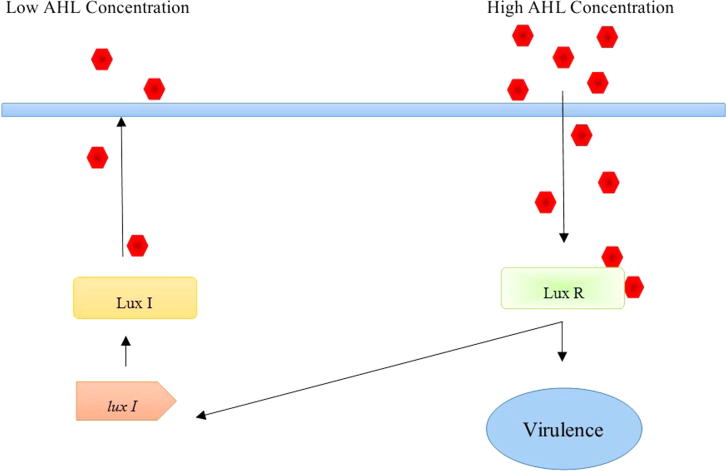 Quorum sensing intervened bacterial signaling: Pursuit of its cognizance and repression