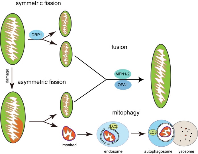 Mitochondrial quality control and neurodegenerative diseases.