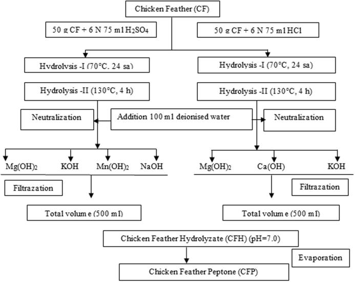 Valorisation of chicken feathers for xanthan gum production using Xanthomonas campestris MO-03