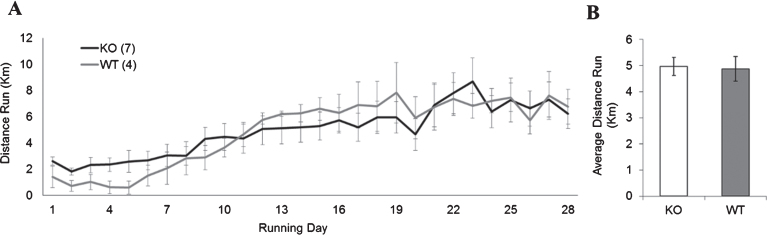 Effects of Voluntary Exercise on Cell Proliferation and Neurogenesis in the Dentate Gyrus of Adult FMR1 Knockout Mice.