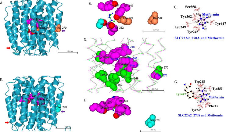 Interaction of rs316019 variants of SLC22A2 with metformin and other drugs- an in silico analysis