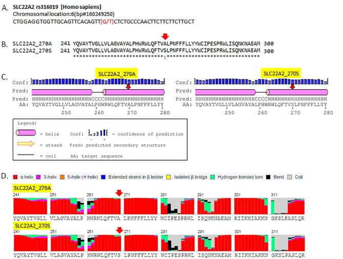 Interaction of rs316019 variants of SLC22A2 with metformin and other drugs- an in silico analysis