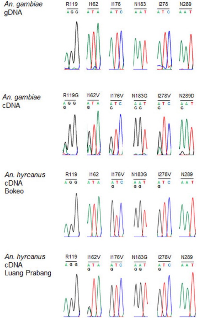 How Complex Can Resistance to Dieldrin, the Insect γ-Aminobutyric Acid Receptor, Get?