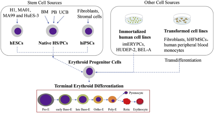 Research advances in erythrocyte regeneration sources and methods in vitro