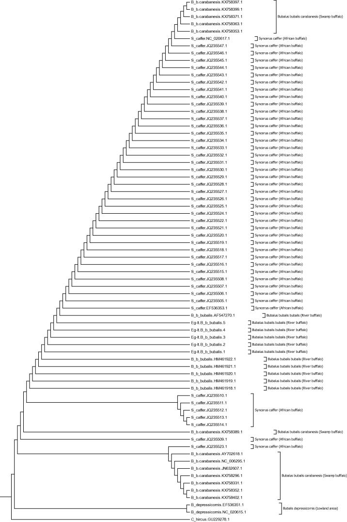 Buffalo species identification and delineation using genetic barcoding markers