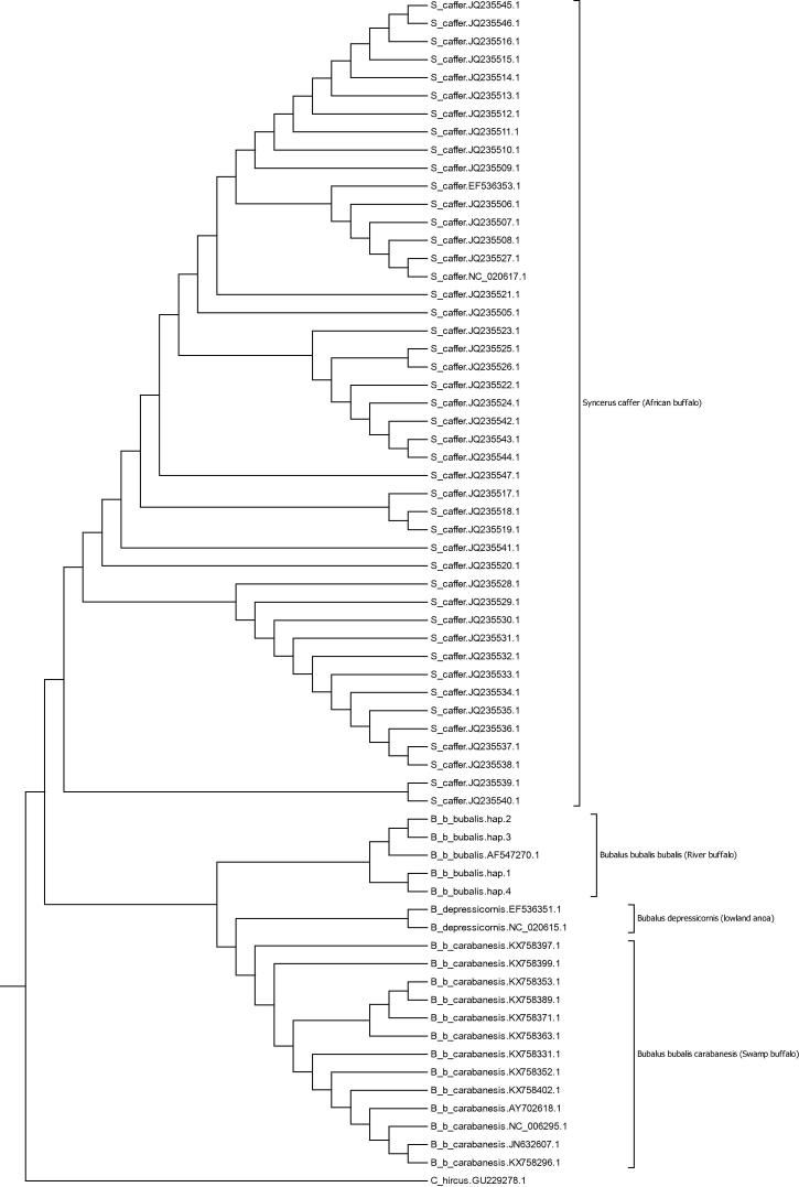 Buffalo species identification and delineation using genetic barcoding markers