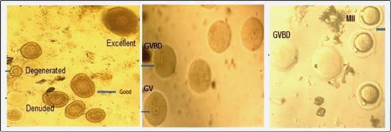 Evaluation of the alleviative role of Chlorella vulgaris and Spirulina platensis extract against ovarian dysfunctions induced by monosodium glutamate in mice