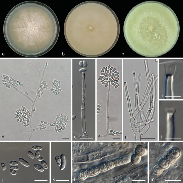 Removing chaos from confusion: assigning names to common human and animal pathogens in <i>Neocosmospora</i>.