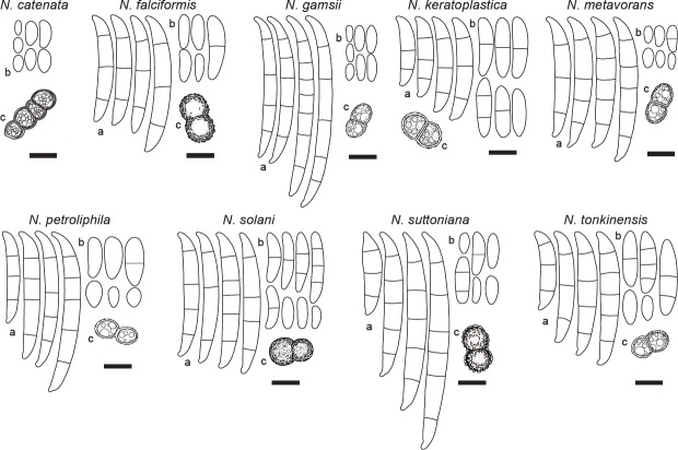 Removing chaos from confusion: assigning names to common human and animal pathogens in <i>Neocosmospora</i>.