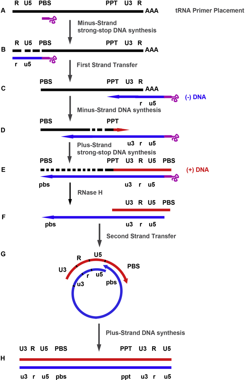 Retroviral nucleocapsid proteins and DNA strand transfers