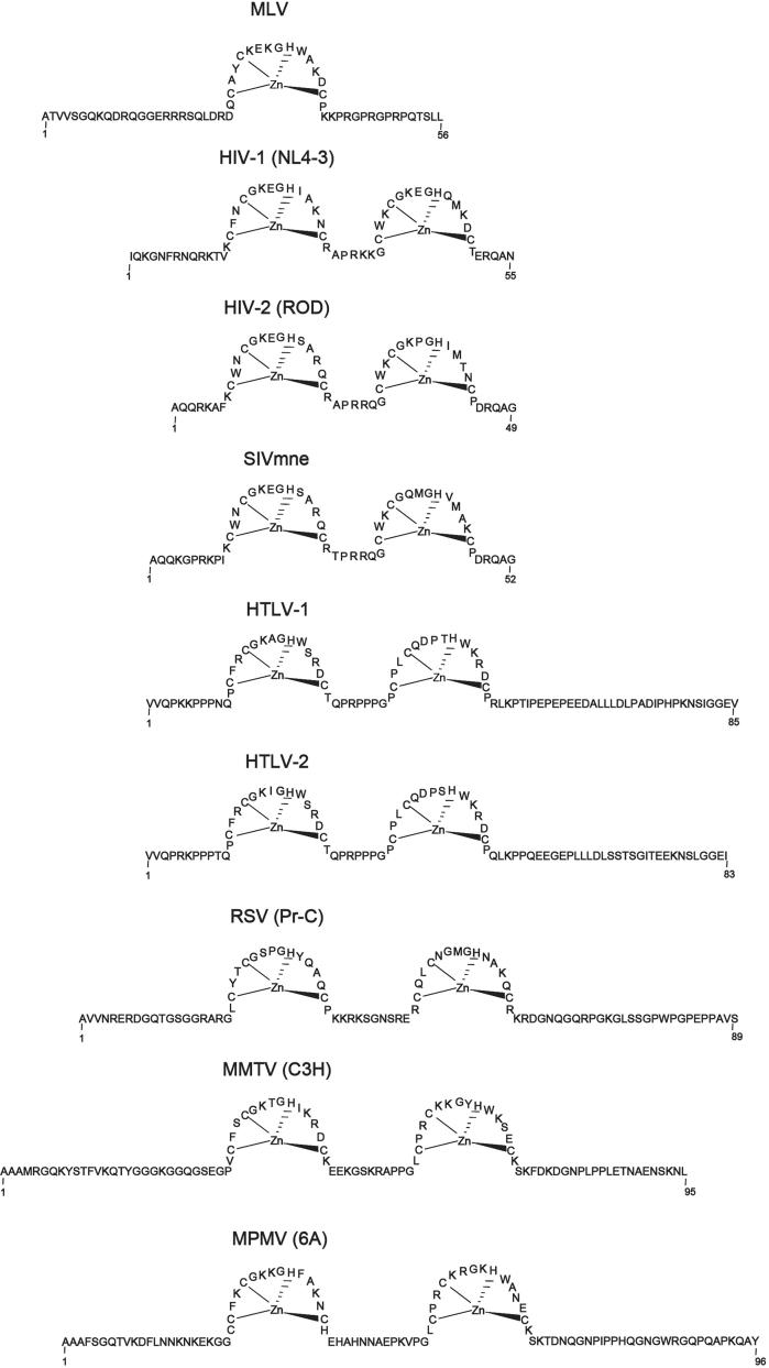 Retroviral nucleocapsid proteins and DNA strand transfers