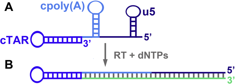 Retroviral nucleocapsid proteins and DNA strand transfers