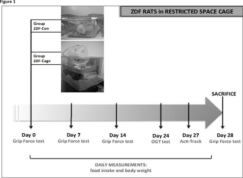 Immobilization in diabetic rats results in altered glucose tolerance A model of reduced locomotion/activity in diabetes