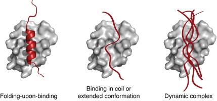 Characterization of intrinsically disordered proteins and their dynamic complexes: From in vitro to cell-like environments