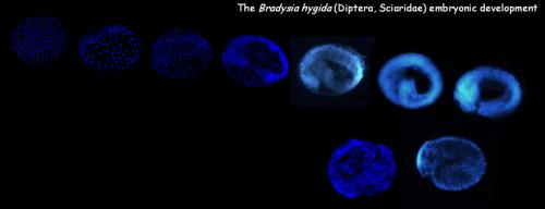 Characterizing the embryonic development of B. hygida (Diptera: Sciaridae) following enzymatic treatment to permeabilize the serosal cuticle