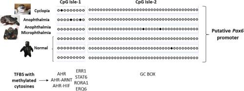 Methylation status of the putative Pax6 promoter in olive ridley sea turtle embryos with eye defects: An initial approach