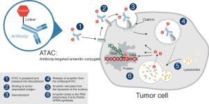 Amanitins and their development as a payload for antibody-drug conjugates