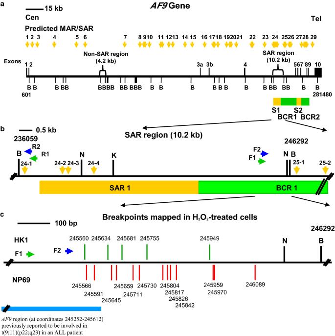 Matrix association region/scaffold attachment region (MAR/SAR) sequence: its vital role in mediating chromosome breakages in nasopharyngeal epithelial cells via oxidative stress-induced apoptosis