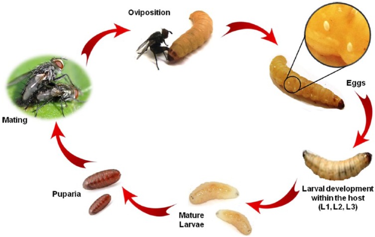 Oviposition Strategies of Tachinid Parasitoids: Two <i>Exorista</i> Species as Case Studies.