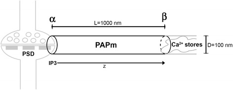 Synaptic neuron-astrocyte communication is supported by an order of magnitude analysis of inositol tris-phosphate diffusion at the nanoscale in a model of peri-synaptic astrocyte projection.