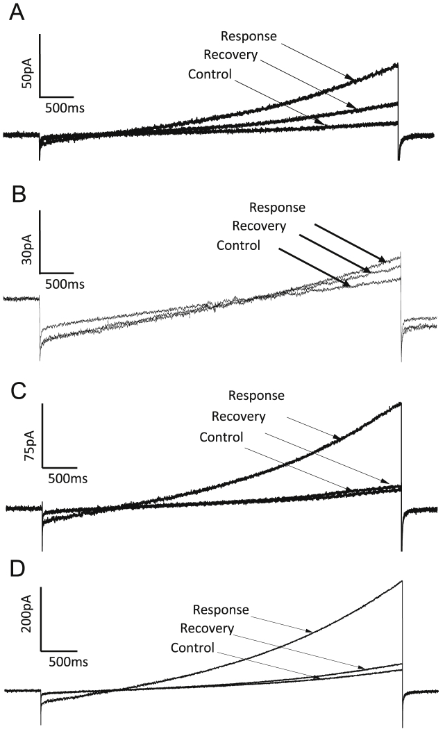 Lack of current observed in HEK293 cells expressing NALCN channels