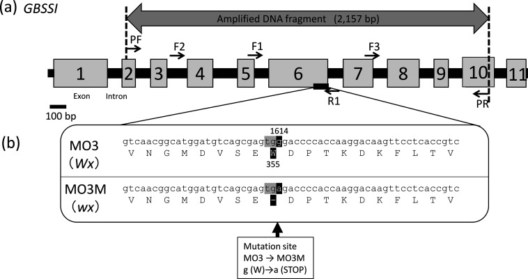 Identification of a Point Mutation in the Granule-bound Starch Synthase I Gene (<i>GBSSI</i>) in a <i>waxy</i> Diploid Wheat Mutant and Design of Molecular Markers for Backcrossing.