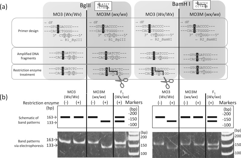 Identification of a Point Mutation in the Granule-bound Starch Synthase I Gene (<i>GBSSI</i>) in a <i>waxy</i> Diploid Wheat Mutant and Design of Molecular Markers for Backcrossing.