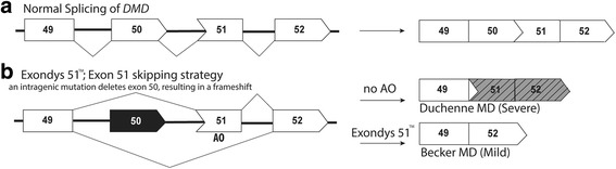 The potential of antisense oligonucleotide therapies for inherited childhood lung diseases.