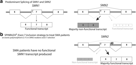 The potential of antisense oligonucleotide therapies for inherited childhood lung diseases.